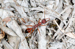 Image of Myrmecia nigriscapa Roger 1861