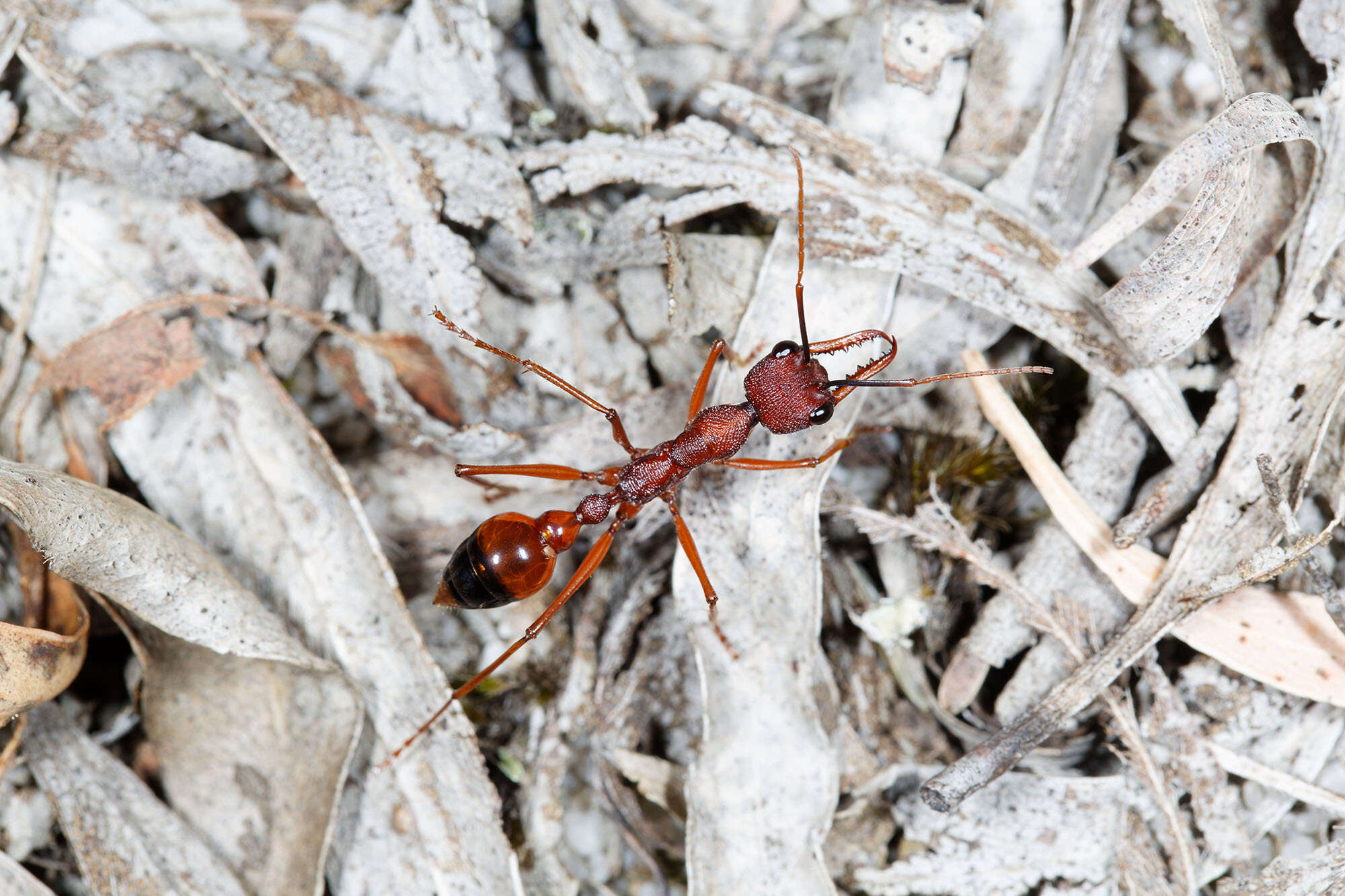 Image of Myrmecia nigriscapa Roger 1861