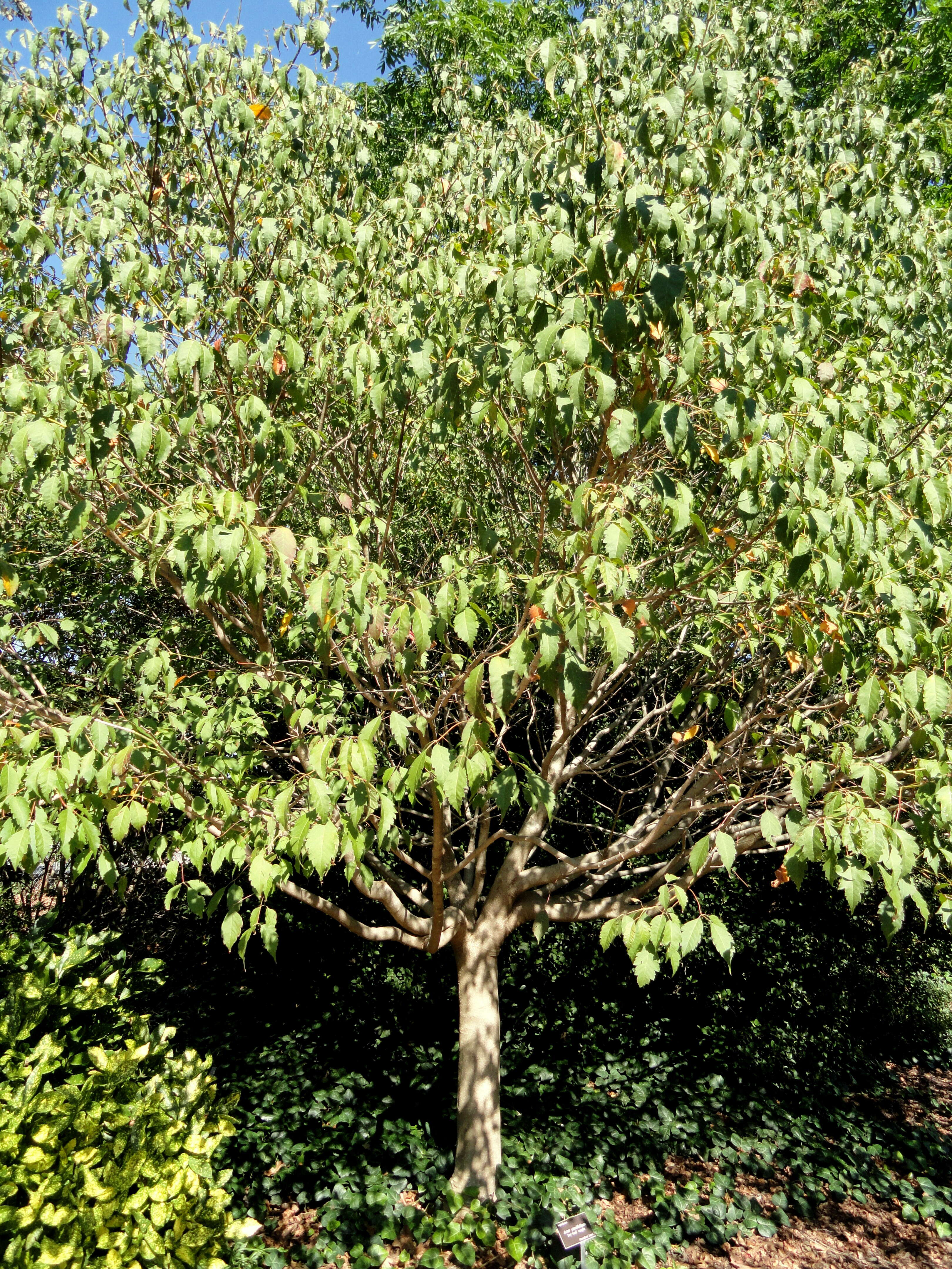 Acer cissifolium (Sieb. & Zucc.) C. Koch resmi