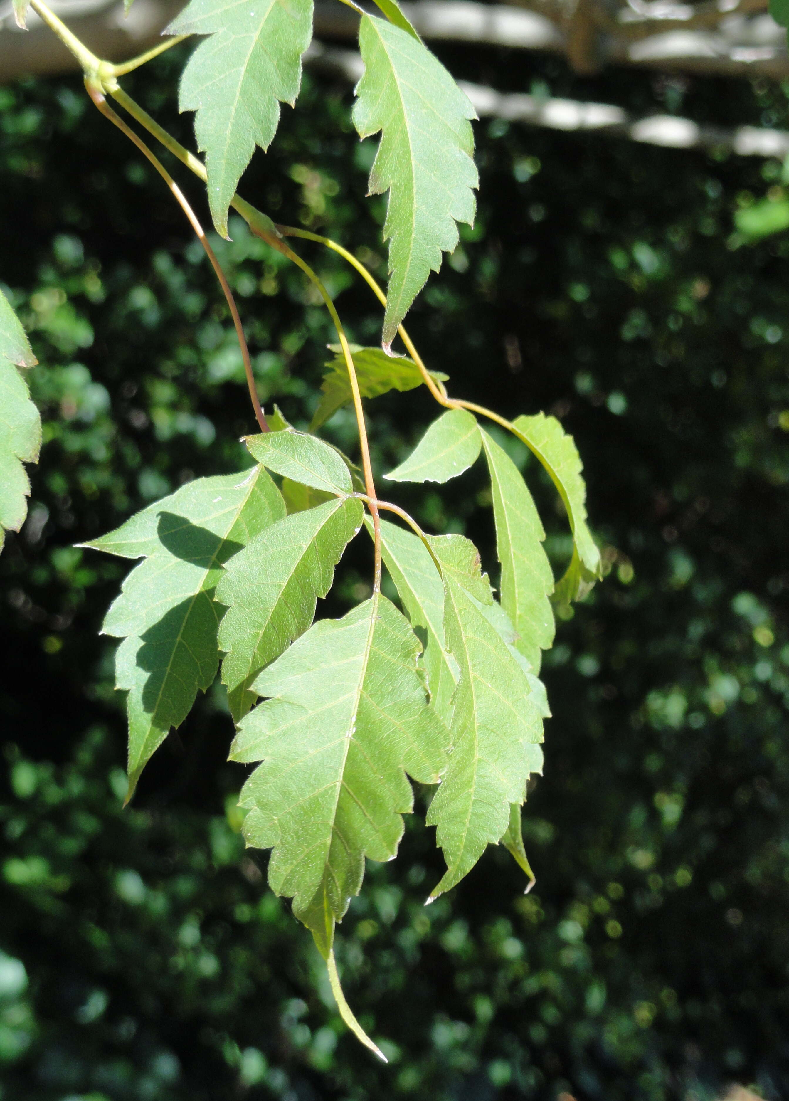 Acer cissifolium (Sieb. & Zucc.) C. Koch resmi