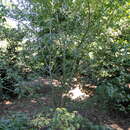 Image of Acer oliverianum subsp. oliverianum
