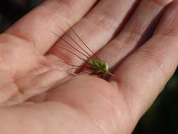 Echinochloa walteri (Pursh) A. Heller resmi