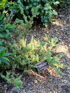 Podocarpus acutifolius Kirk resmi