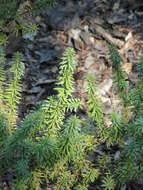 Podocarpus acutifolius Kirk resmi