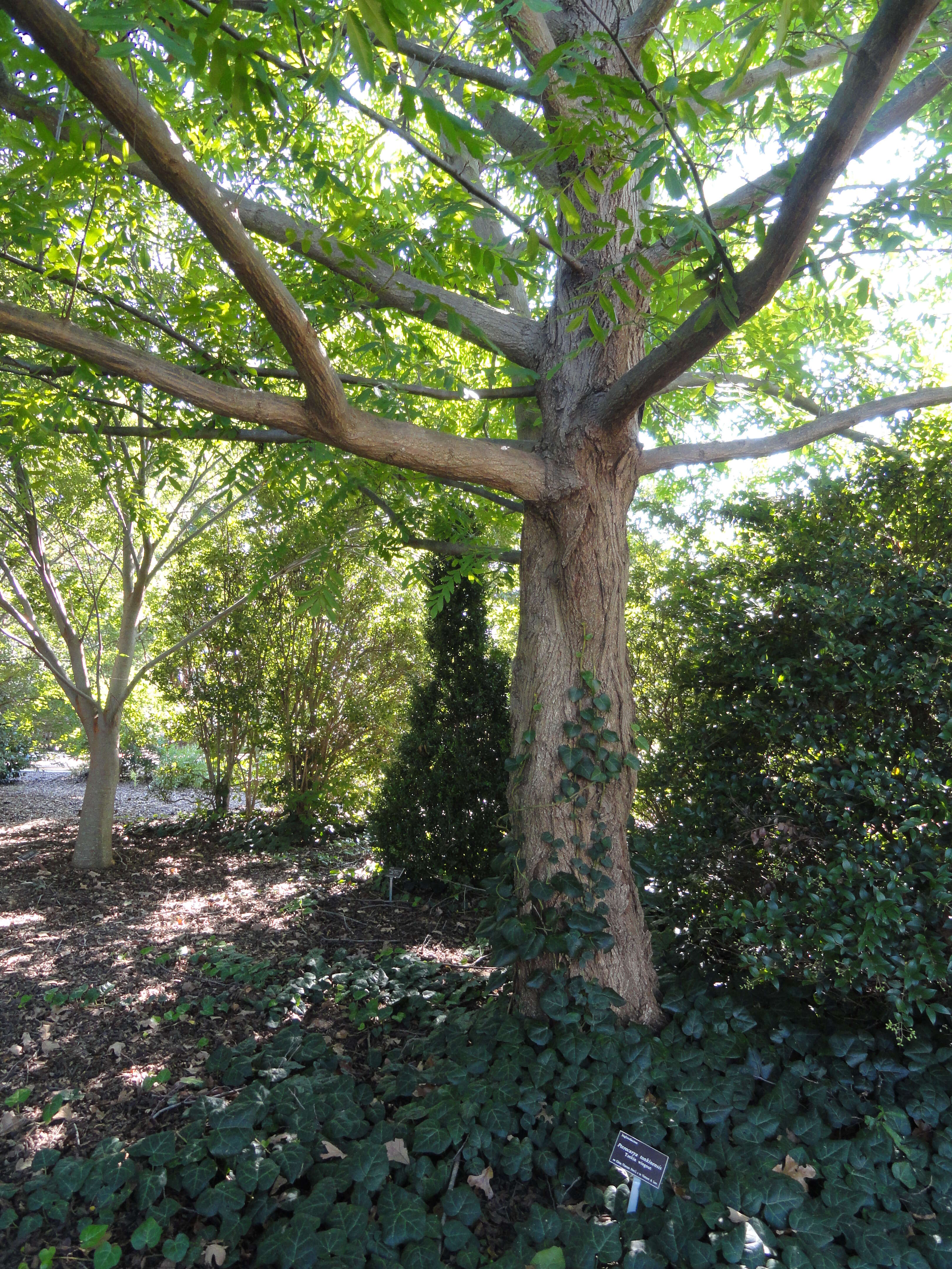 Image of Pterocarya tonkinensis (Franch.) Dode