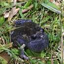 Image of Tyler’s Toadlet