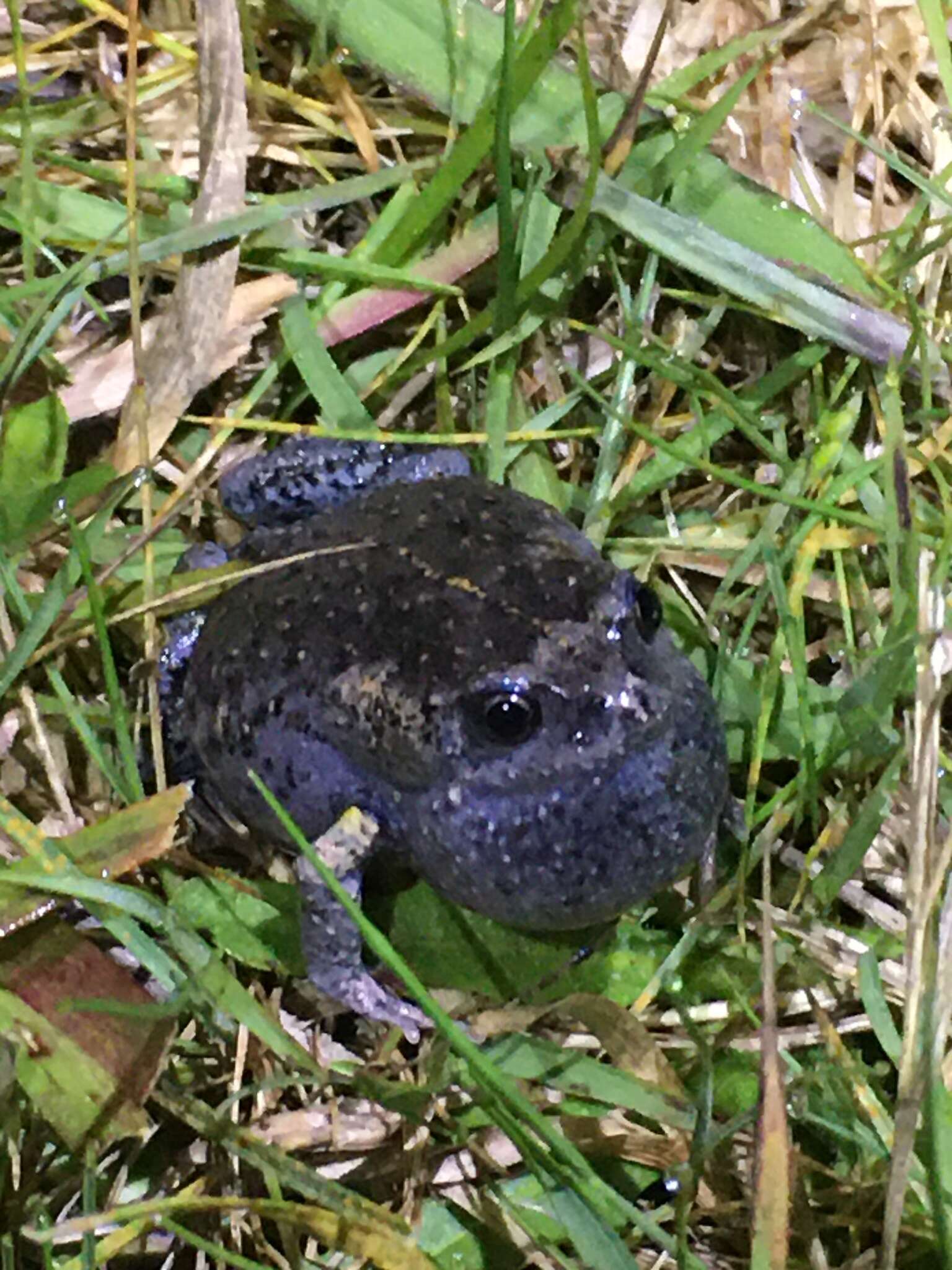 Image of Tyler’s Toadlet