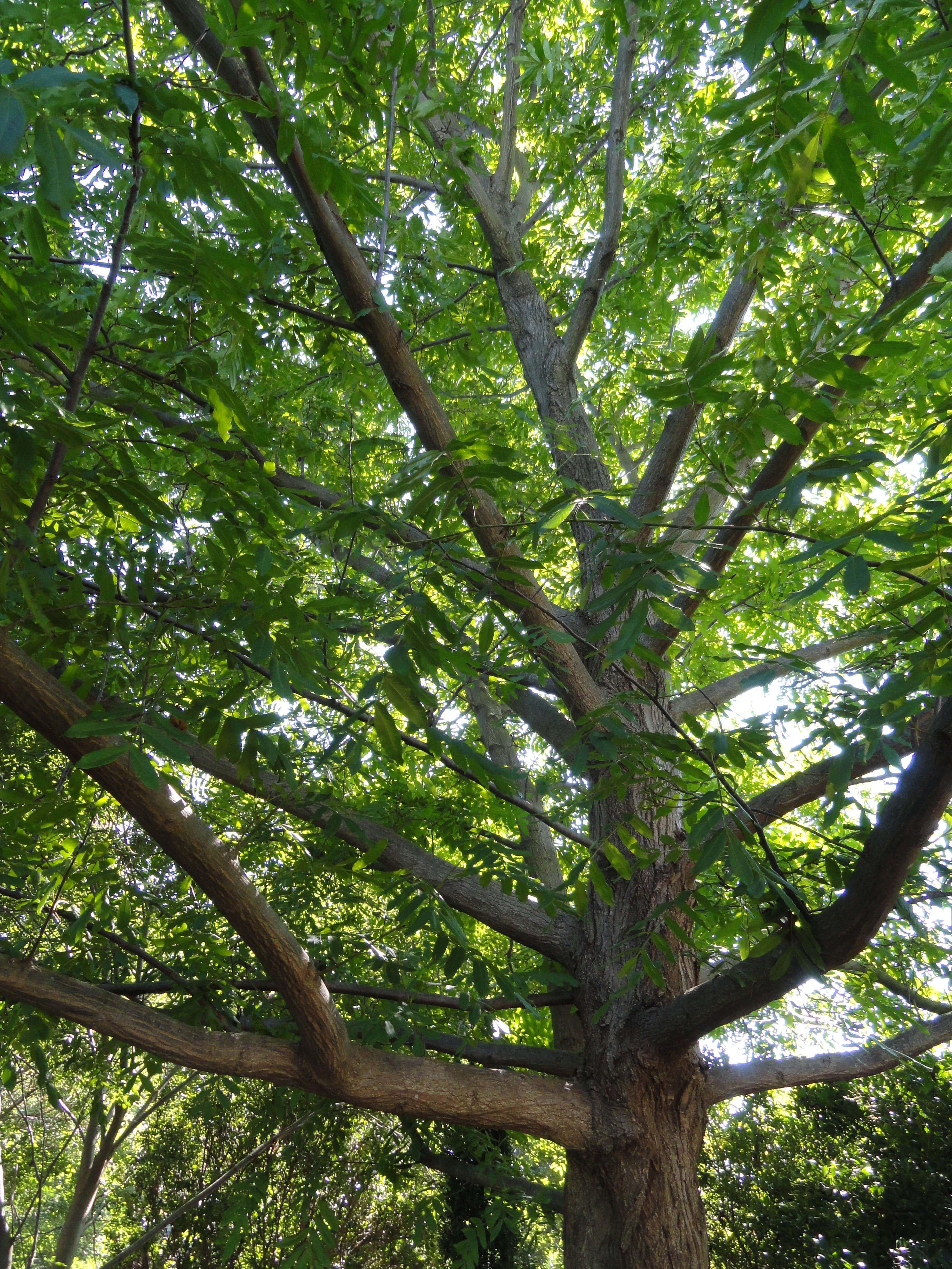 Image of Pterocarya tonkinensis (Franch.) Dode