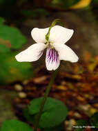 Image of Viola lyallii Hook. fil.