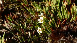 Imagem de Euphrasia repens Hook. fil.