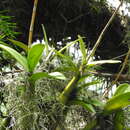 Image of Myrmecophila grandiflora (Lindl.) Carnevali, J. L. Tapia & I. Ramírez
