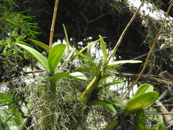 Plancia ëd Myrmecophila grandiflora (Lindl.) Carnevali, J. L. Tapia & I. Ramírez