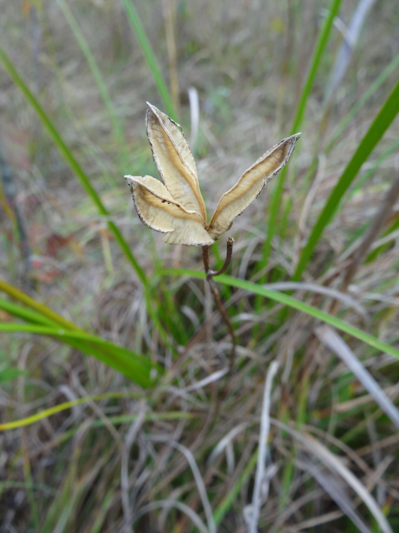 Image de Iris prismatica Pursh