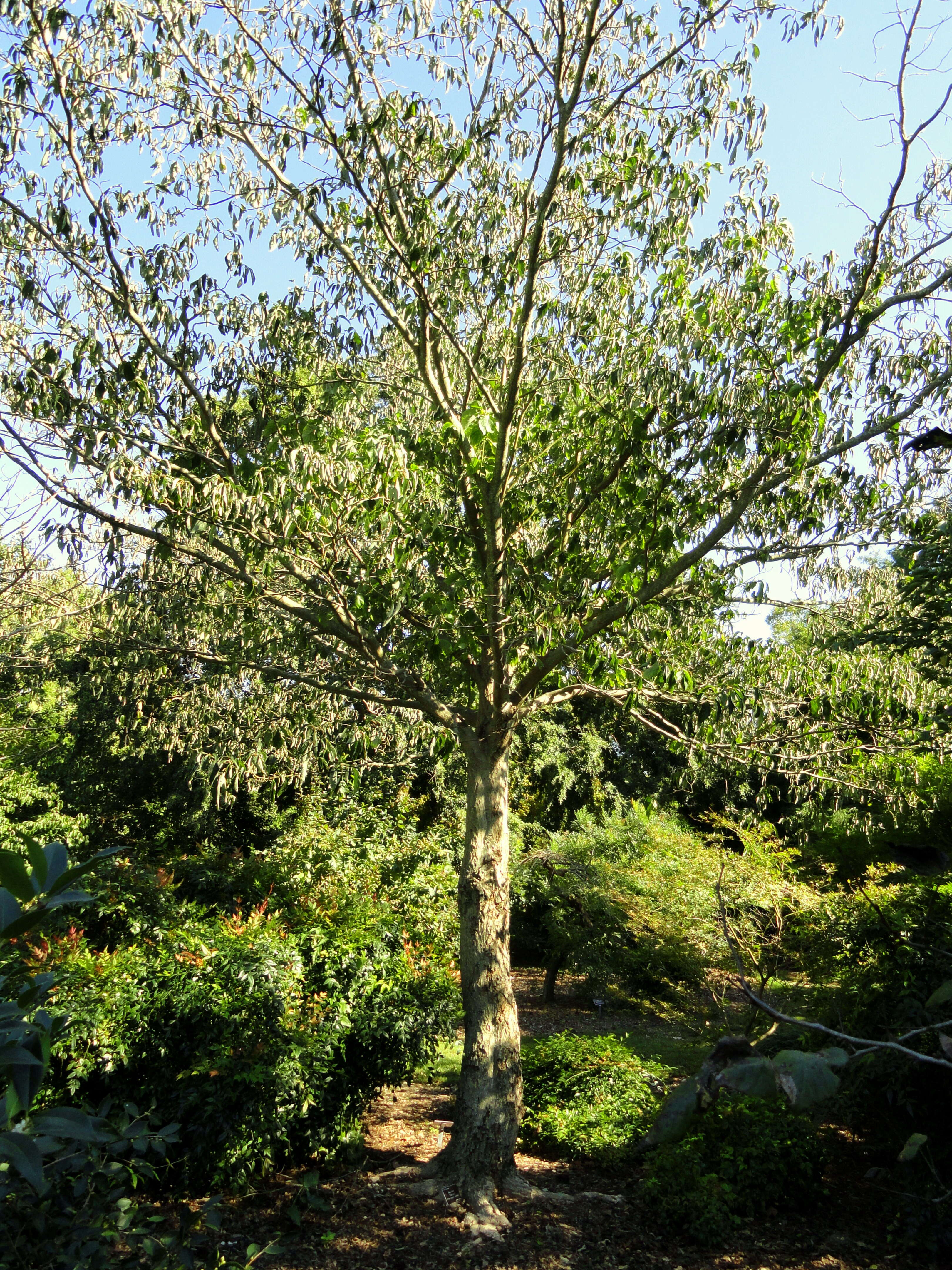 Image of giant dogwood