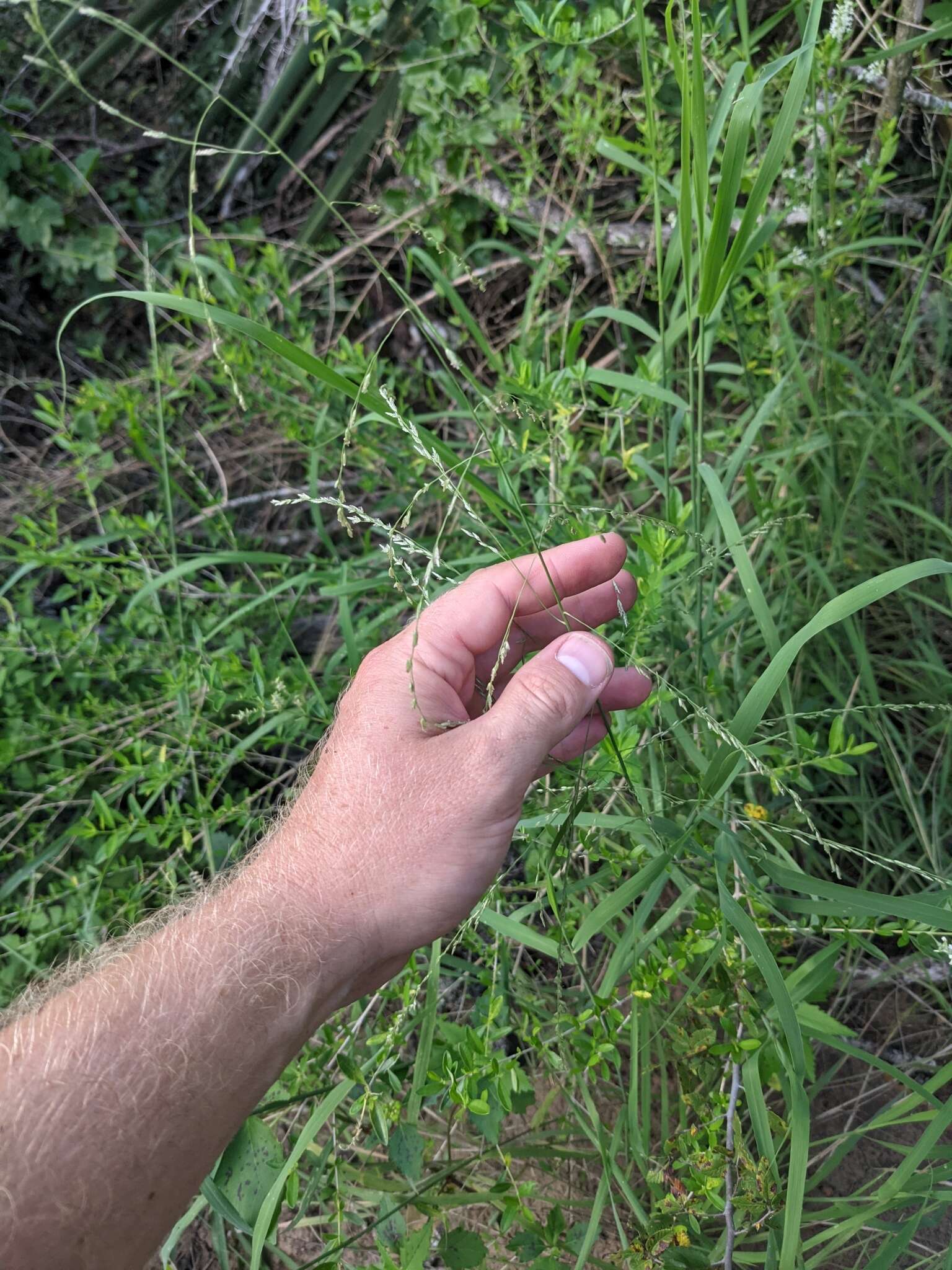 Image of lovegrass tridens