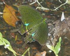 Sivun Papilio paris Linnaeus 1758 kuva