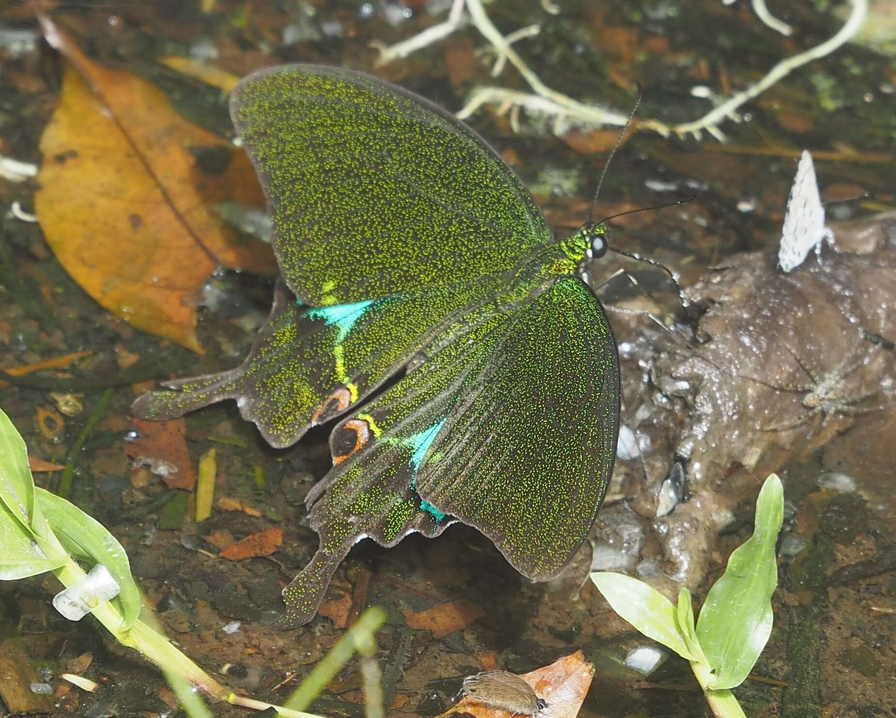 Image of Papilio paris Linnaeus 1758