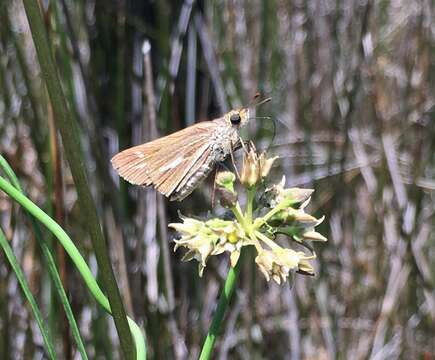 Image of Salt Marsh Skipper