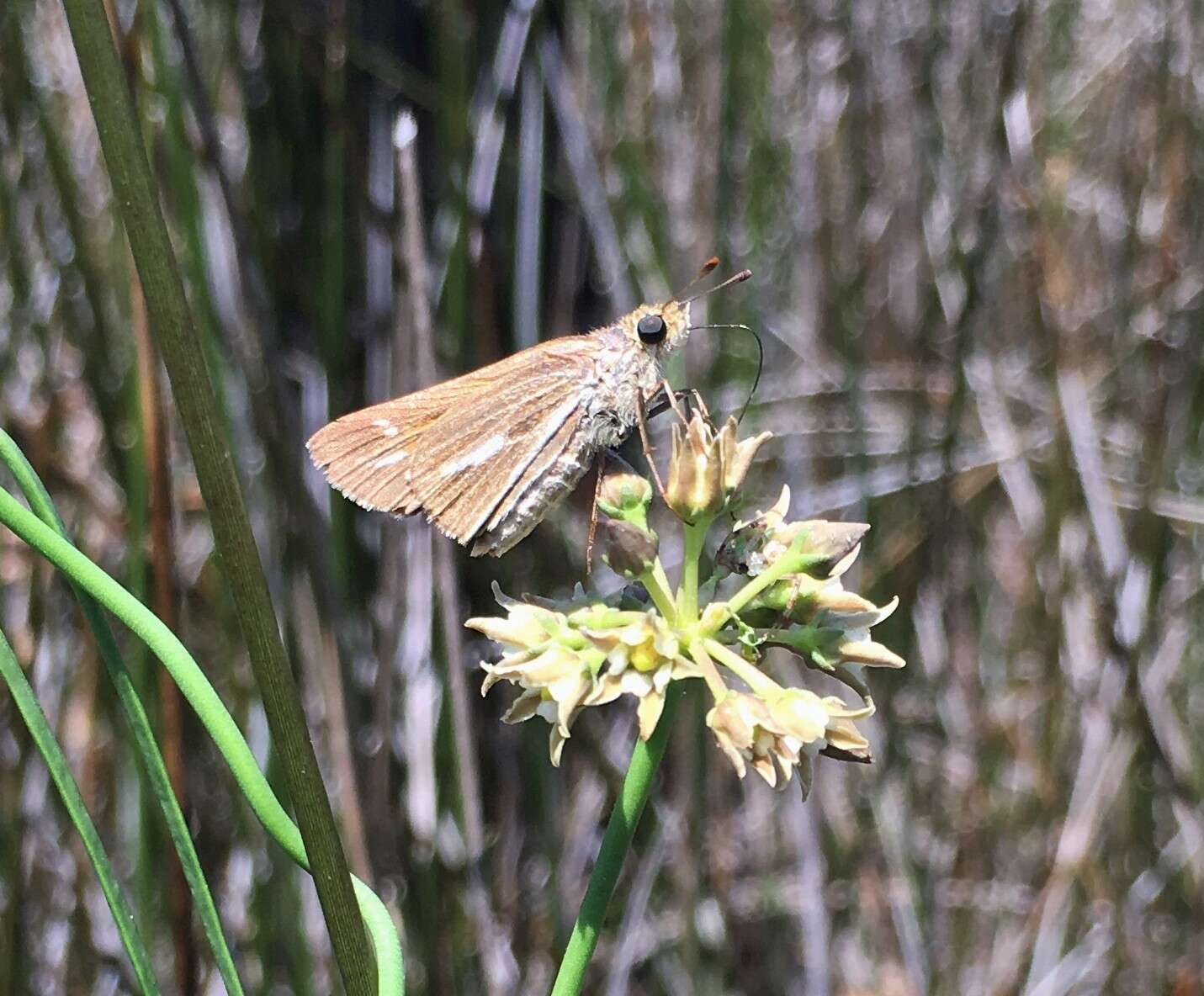 Image of Salt Marsh Skipper