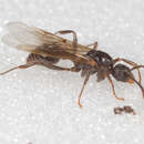 Image of <i>Myrmica detritinodis</i>