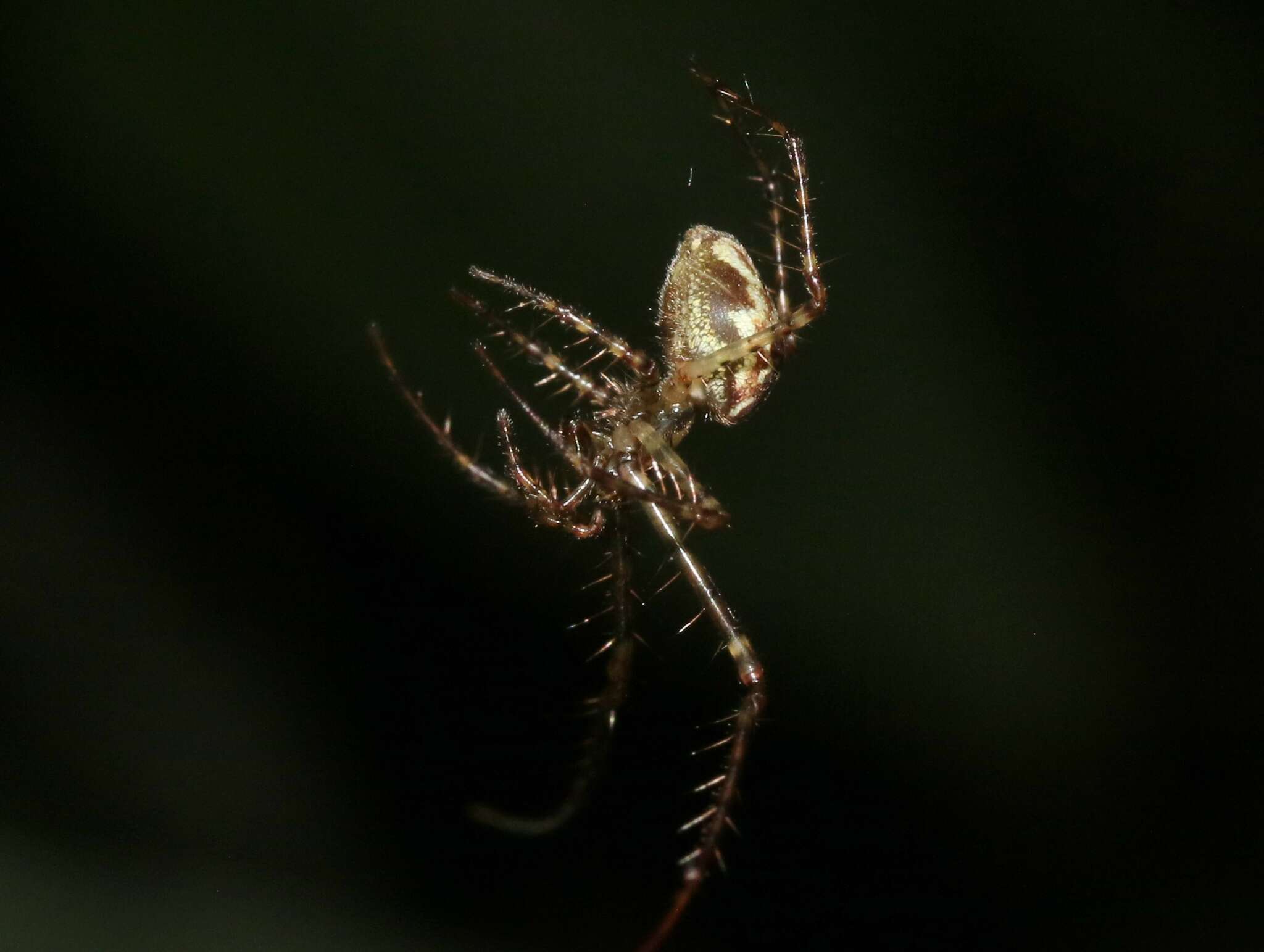 Image de Tetragnatha pilosa Gillespie 1992