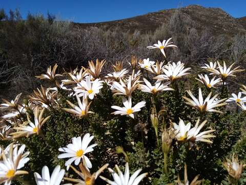 Image of Daisy