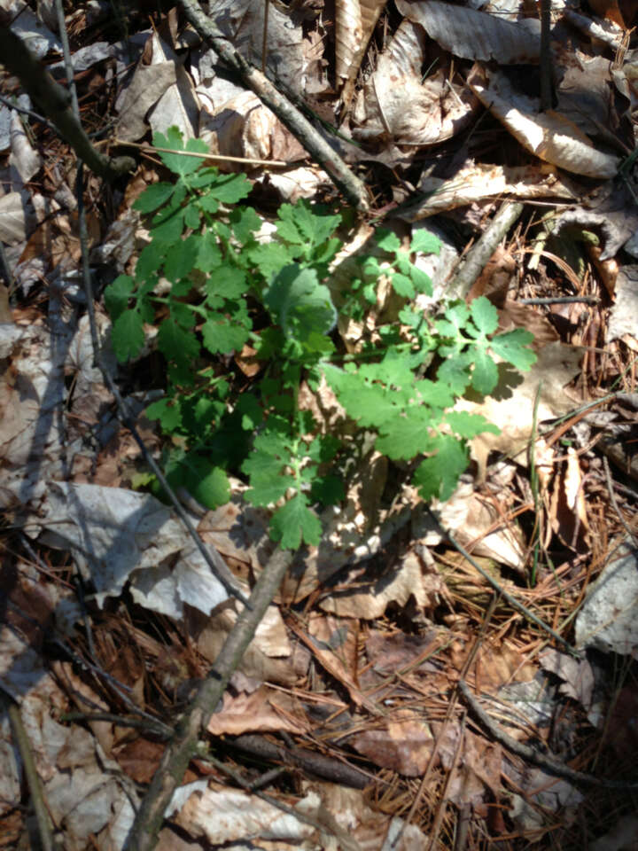 Image of celandine