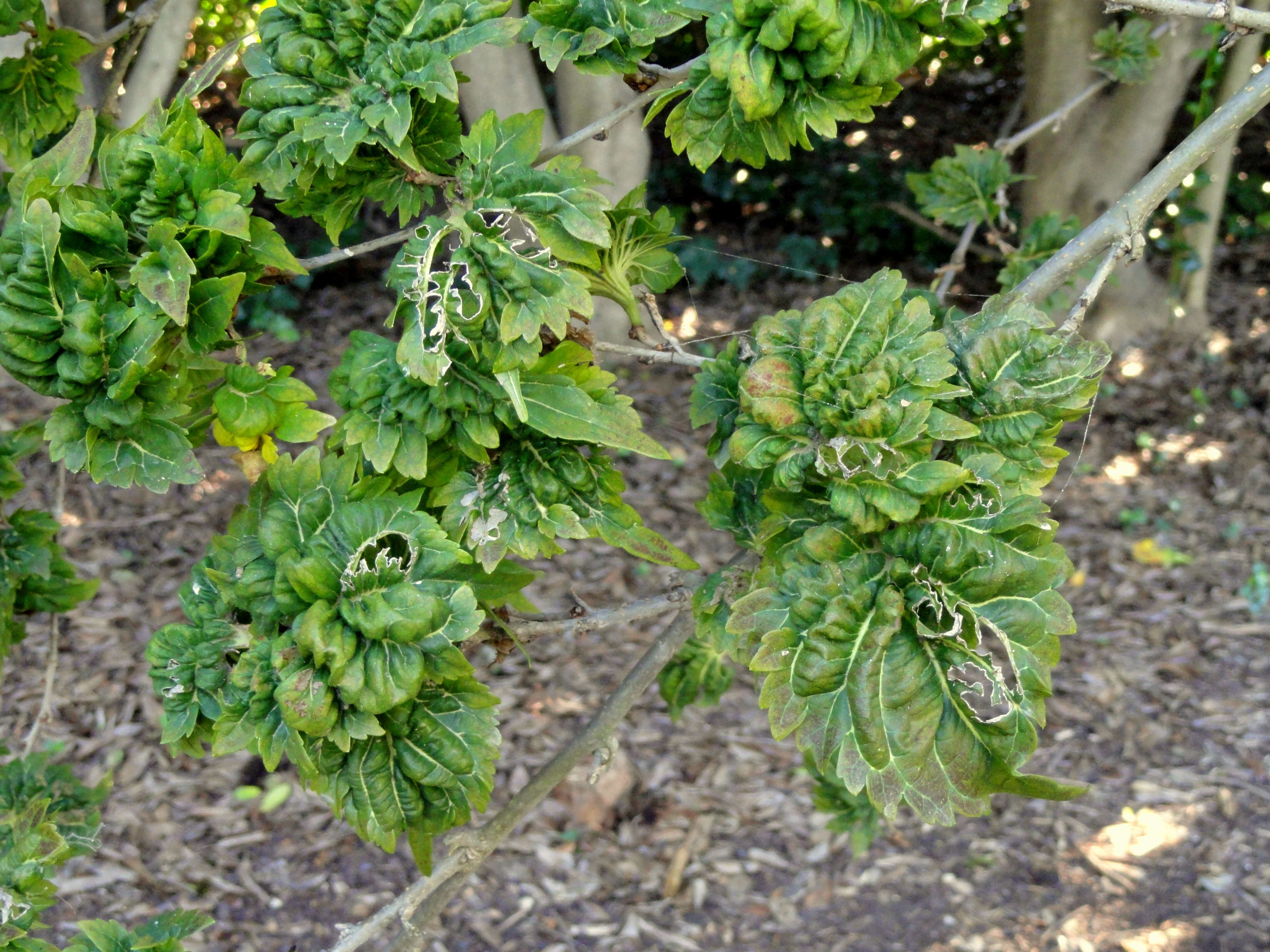 Image of white mulberry