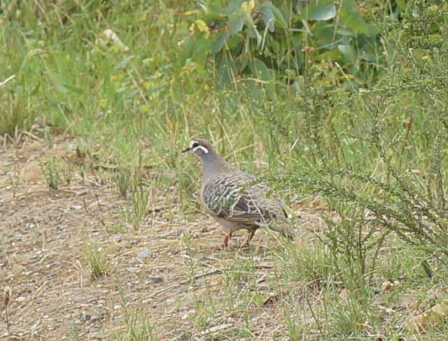 Image of Common Bronzewing