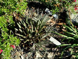 Image of Tuberose-flowered Hardy Century Plant