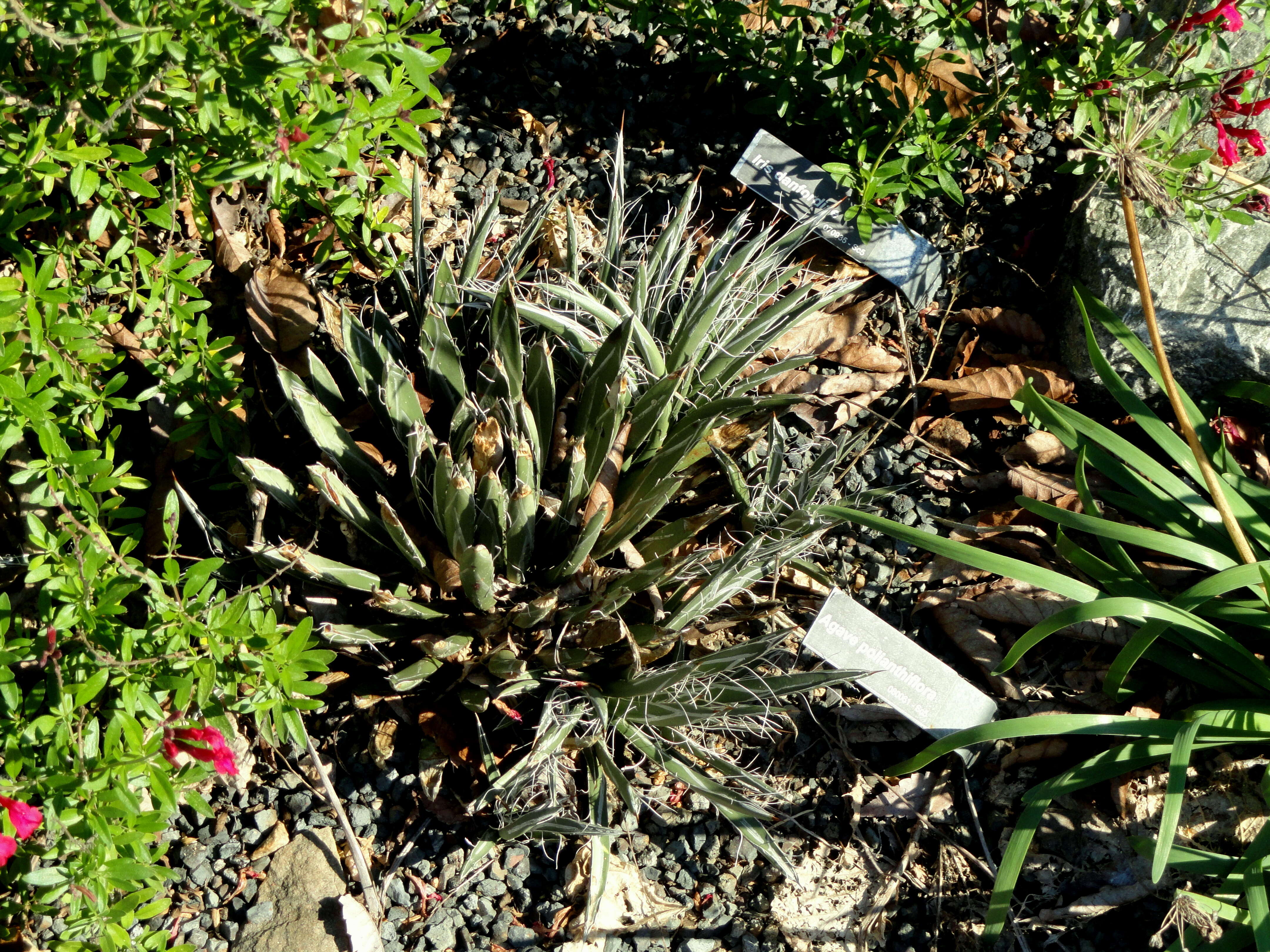 Image of Tuberose-flowered Hardy Century Plant