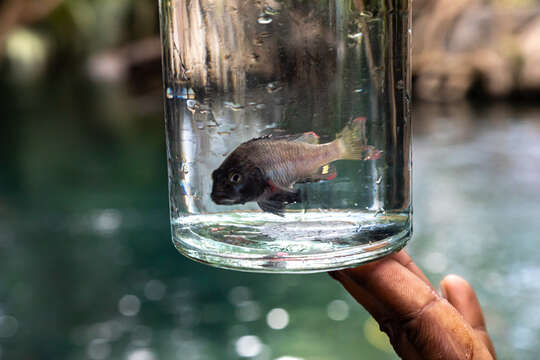 Слика од Ctenochromis scatebra Genner, Ngatunga & Turner 2022