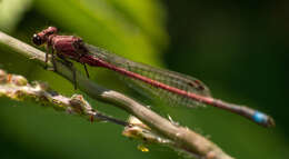 Image of Oxyagrion terminale Selys 1876