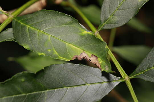 Image of Jumping plant lice