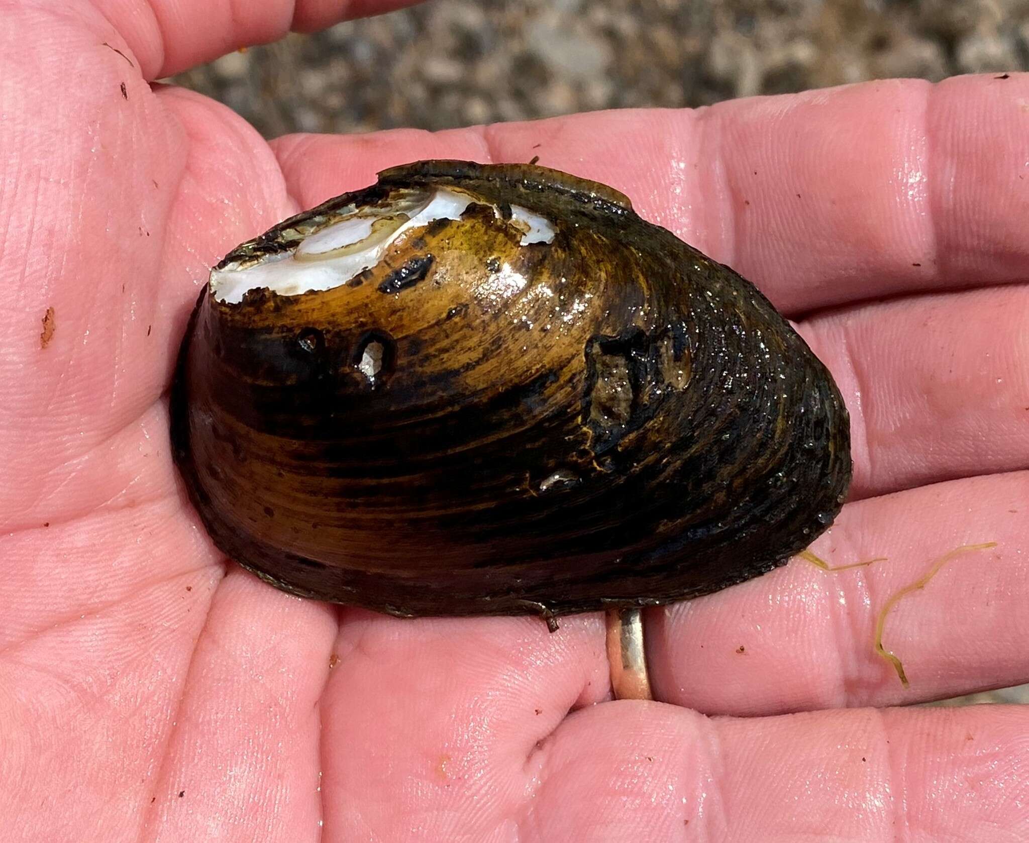 Image of Southern Clubshell