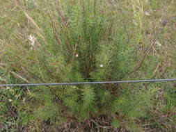 Image de Baccharis coridifolia DC.