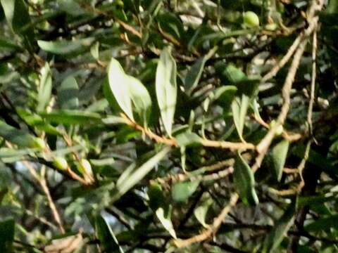 Image of Persoonia arborea F. Müll.