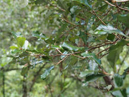 Image of Elaeagnus oldhamii Maxim.