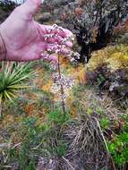 Image of Valeriana pilosa Ruiz & Pav.