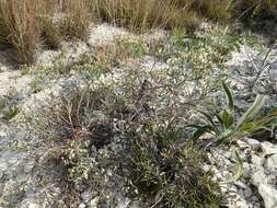 Image of spreading buckwheat