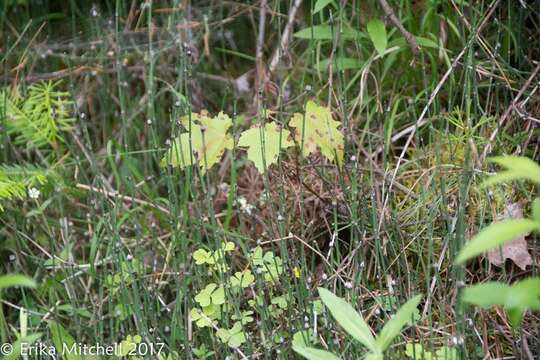 Image of variegated horsetail