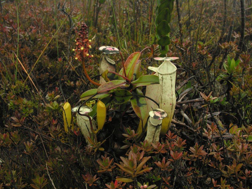 Image of <i>Nepenthes alba</i>