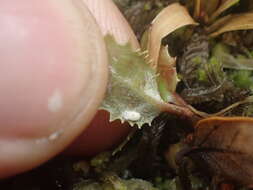 Imagem de Olearia macrodonta Baker