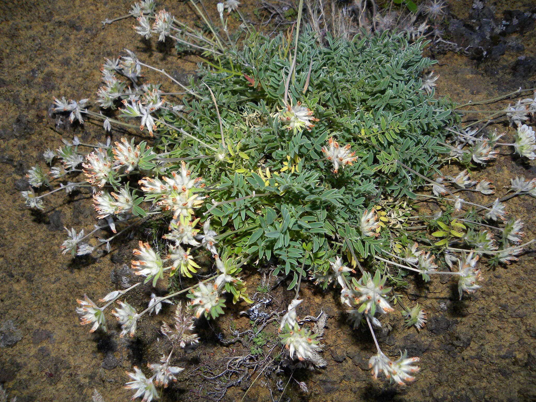 Image of Anthyllis lemanniana Lowe