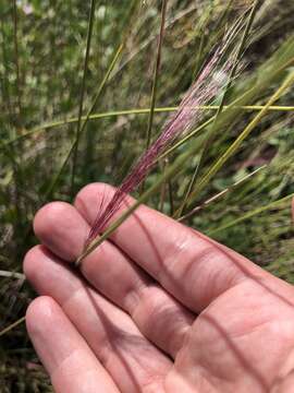 Image of hairawn muhly