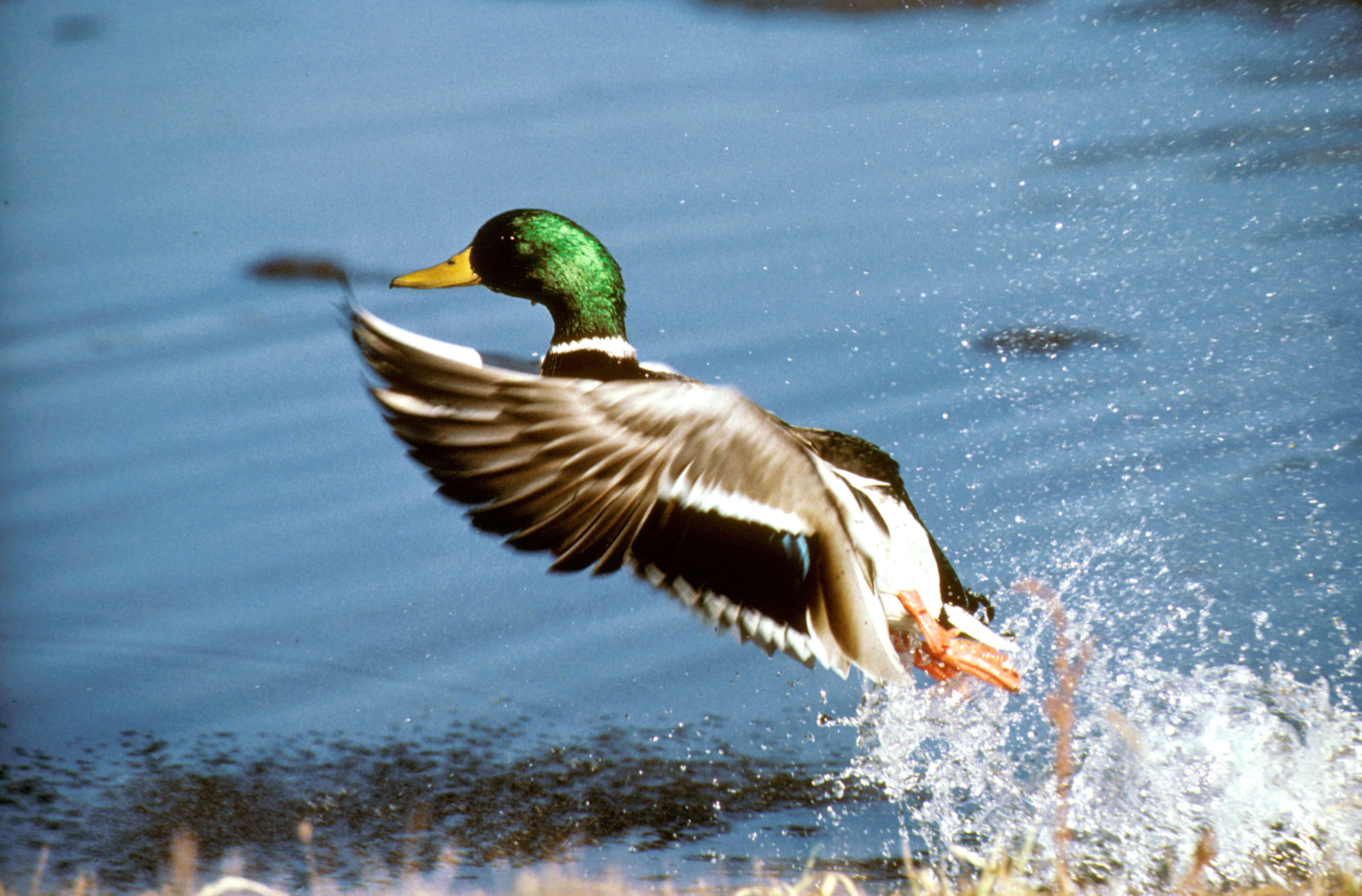 Image of Common Mallard