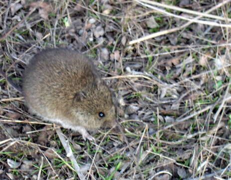 Image of Southern Marsh Harvest Mouse