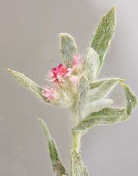 Image of Pipa Everlasting