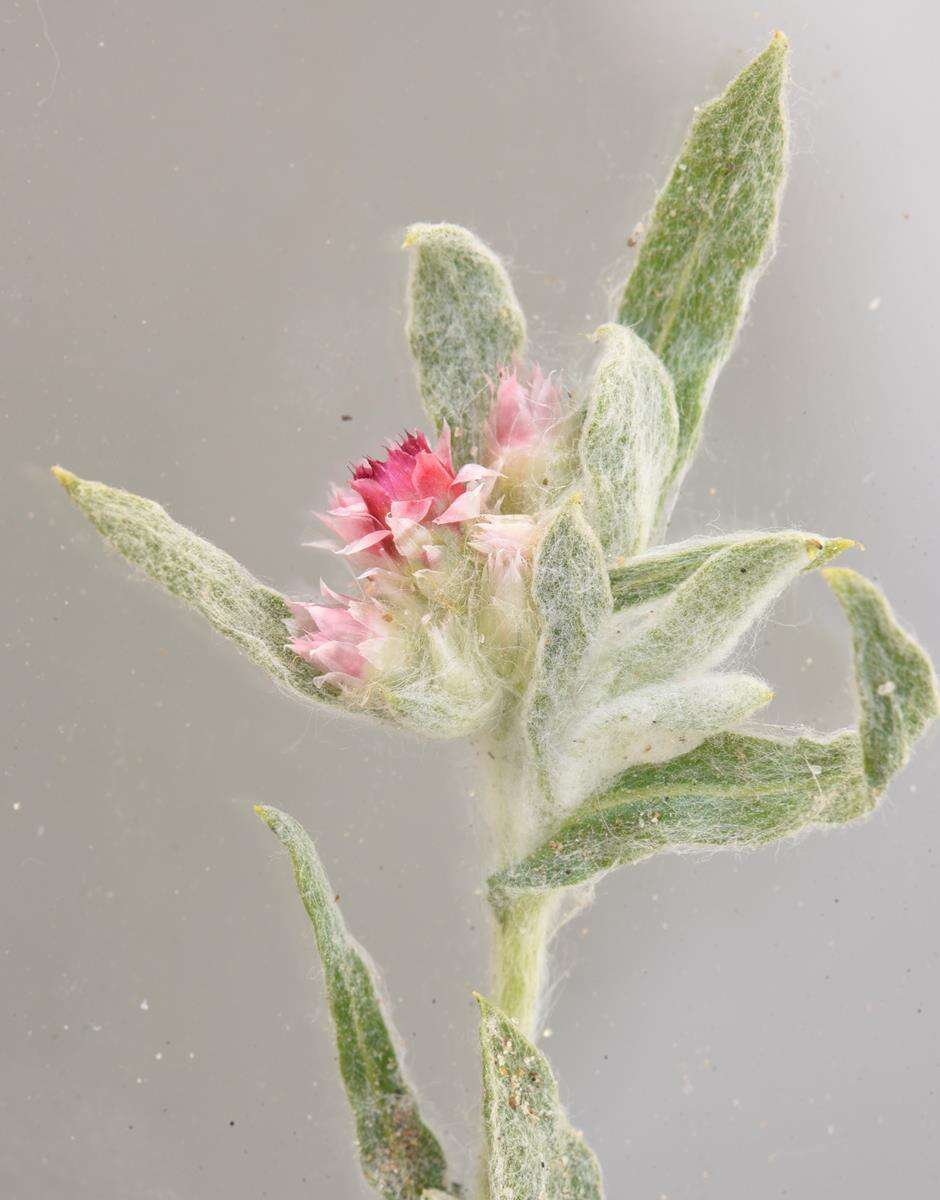 Image of Helichrysum candolleanum Buek