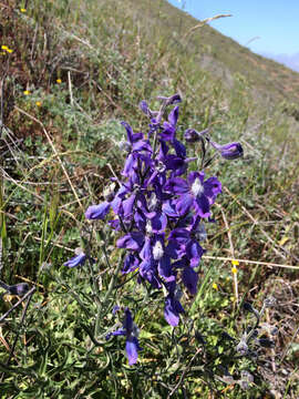 Image of royal larkspur